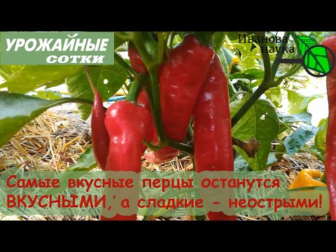 Видео: Вот ТАК перец не превратится в острый, не испортит любимые блюда. Выращивайте перцы в одной теплице!