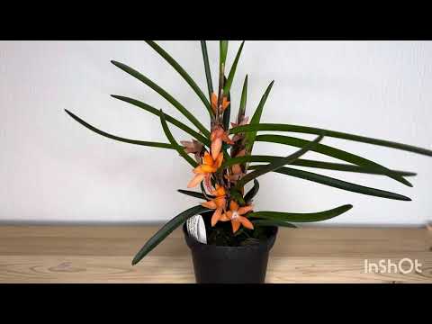 Видео: Орхидея Ceratostylis rubra
