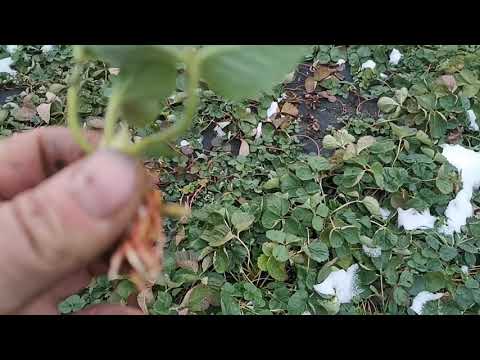Видео: [Как сохранить саженцы клубники в холодильной камере! ]