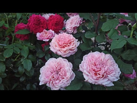 Видео: Розы, цветущие всё лето🌹🌞 27.08.24 г. Тульская область