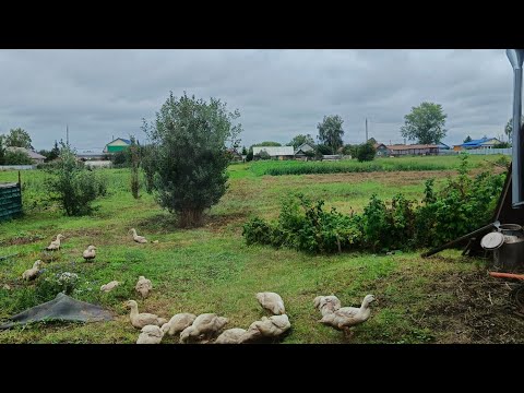 Видео: Уже месяц живу в деревне 🏡 Мой быт, сад огород, собираю урожай, трудовые будни  в Татарстане 🍂