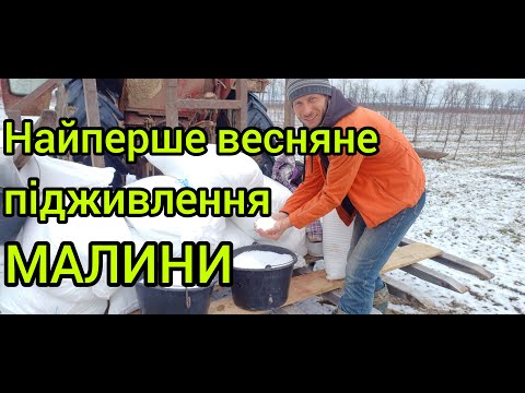 Видео: Весняне підживлення малини мінеральними добривом. Як та чим підживити малину весною. Коли підживити