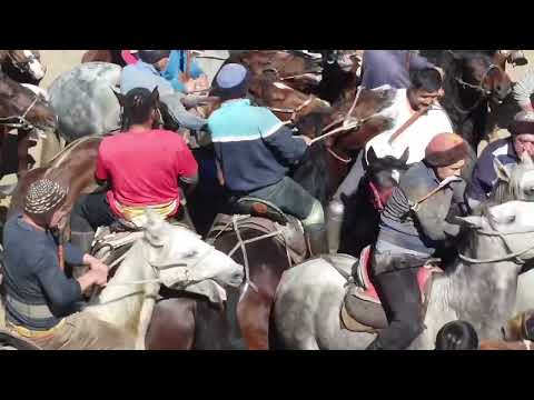 Видео: Чон торпок улак. Ташкомур. Кызыл Алма.