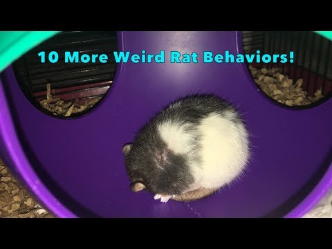 Видео: 10 странных, но совершенно нормальных поведений домашних крыс