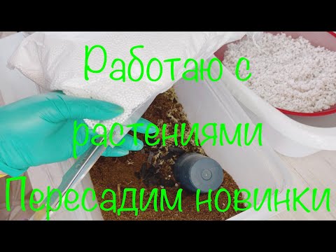 Видео: Замес грунта для папоротников и хищников ! Пересадим Новинки 😉🙋‍♀️