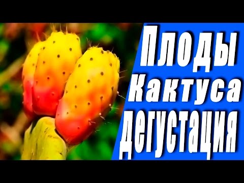Видео: Как нужно правильно есть Плоды Кактуса!!! Осторожно!!!