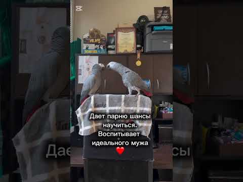 Видео: Валера орел 🦅 и немножко попугай 🦜