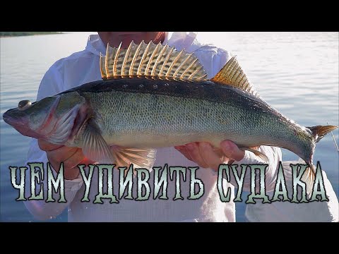 Видео: Креативная ловля привередливого судака.
