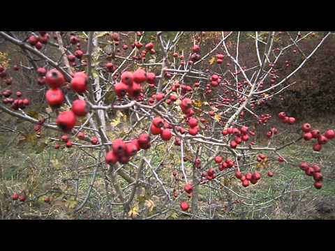 Видео: Осенняя аптека