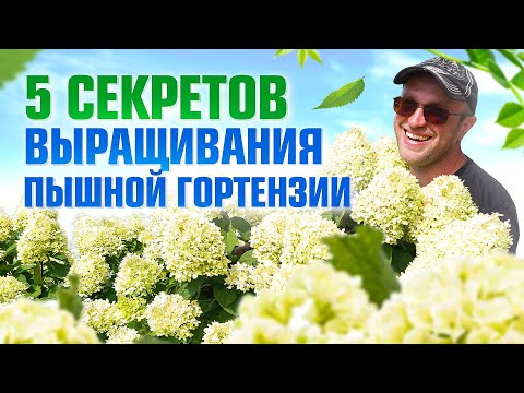 Видео: 5 правил как вырастить на участке пышную гортензию / Илья Макаров