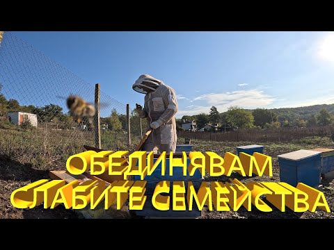 Видео: Обединявам слабите семейства