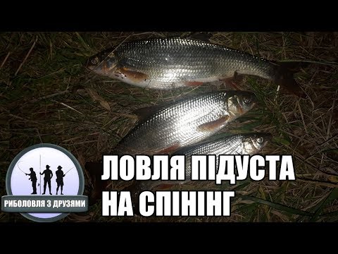 Видео: ЛОВЛЯ ПІДУСТА НА СПІНІНГ, рибалка на мормишку і спінінг особливо цікава. Наживка опариш, поденка.