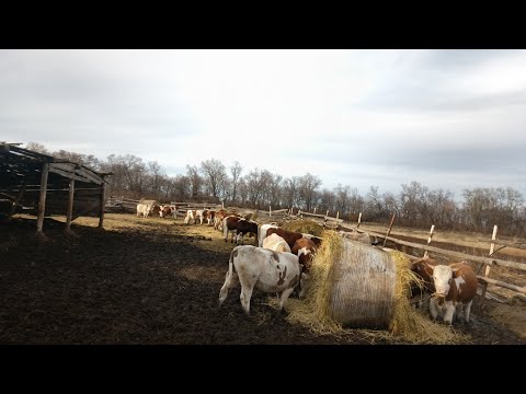 Видео: Дела по хозяйству 🙂