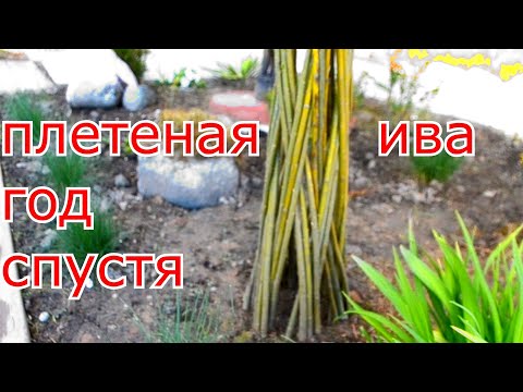 Видео: ПЛЕТЕНАЯ ИВА ЧЕРЕЗ ГОД ! ЧТО С НИМИ СТАЛО ? КОГДА САЖАТЬ ?)