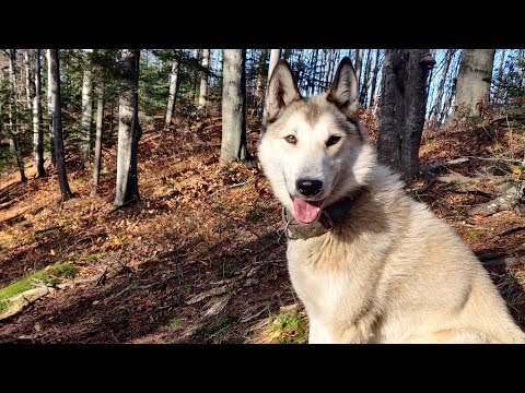 Видео: Гриби Карпат 