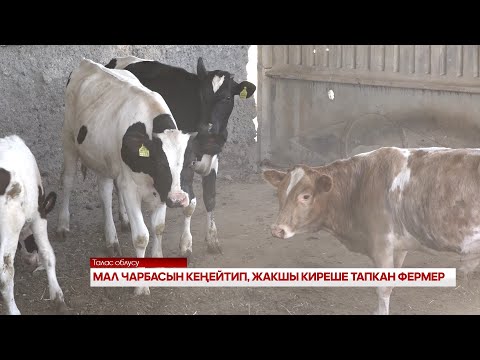 Видео: МАЛ ЧАРБАСЫН КЕҢЕЙТИП, ЖАКШЫ КИРЕШЕ ТАПКАН ФЕРМЕР