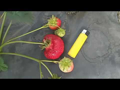 Видео: Обзор сортов Сандра, Кимберли, Твист, Лючия, Априка