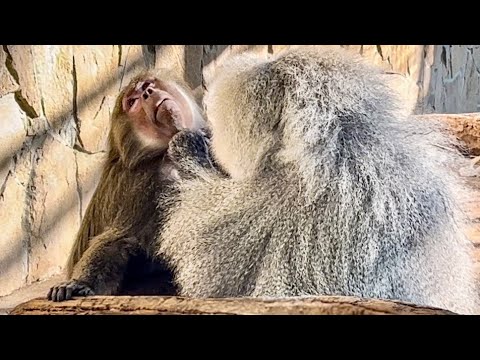 Видео: Я ЕЛЕ СДЕРЖАЛА СМЕХ! Лида ПРИНИМАЕТ УХАЖИВАНИЯ Елисея!