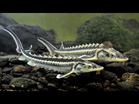 Видео: Пруд с осетрами и карпами. (Кристально чистая вода в пруду.)