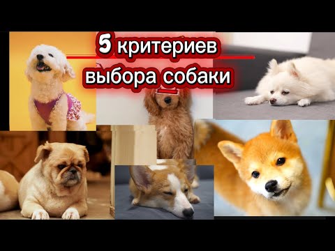 Видео: КАК ВЫБРАТЬ СОБАКУ⁉️5 критериев.