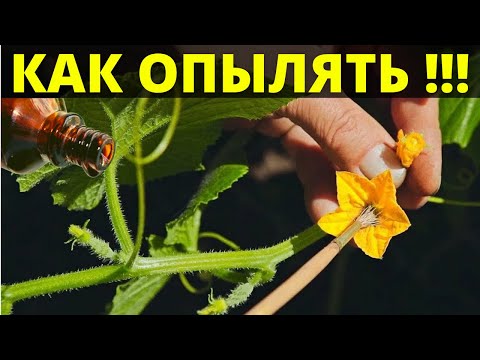 Видео: Как ОПЫЛЯТЬ ОГУРЦЫ в теплице | Как правильно опылять огурцы для урожая обильного