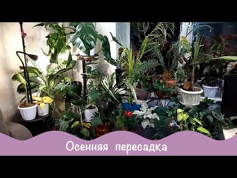 Видео: Комнатные растения. Пересадка.