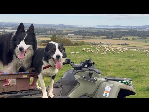 Видео: Две удивительные овчарки пасут овец
