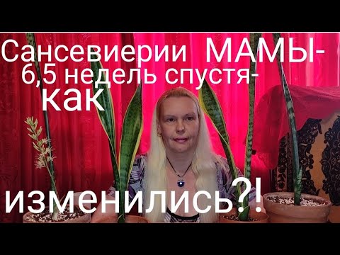 Видео: Сансевиерии мамы 6,5 недель спустя, как изменились? #сансевиерия #sansevieria #snakeplant
