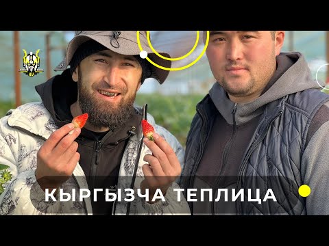 Видео: 🇰🇬 Кызыл-кыя кыргызча теплица. Жумасына 300 кг