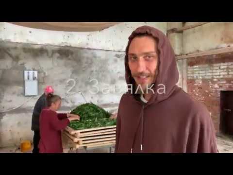 Видео: Ферментация трав. Иван чай