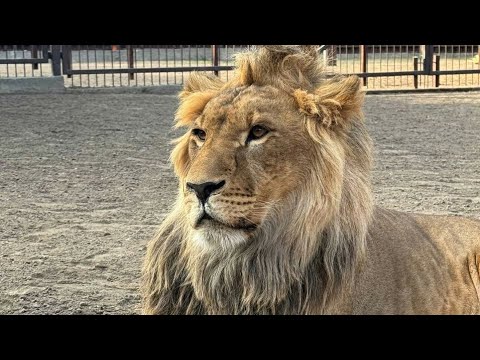 Видео: Шерхан понял политику Батьки) Минский зоопарк 