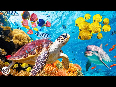 Видео: Успокаивающая музыка для нервов 🐢 Перестаньте слишком много думать и обретите спокойствие