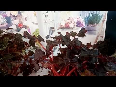Видео: Простейшие бегонии. С чего начать. 1 часть.