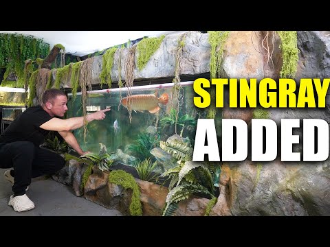 Видео: В мой аквариум объемом 2000 г добавлена ​​РЫБА с НОВЫМ ОБЛИКОМ!!! король DIY