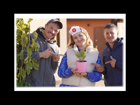 Видео: Як формувати повислу шовковицю, для чого сапропель і чим урятувати самшит? Випуск 7