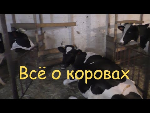 Видео: Как выбрать корову? Признаки молочной коровы. Как повысить надои молока.