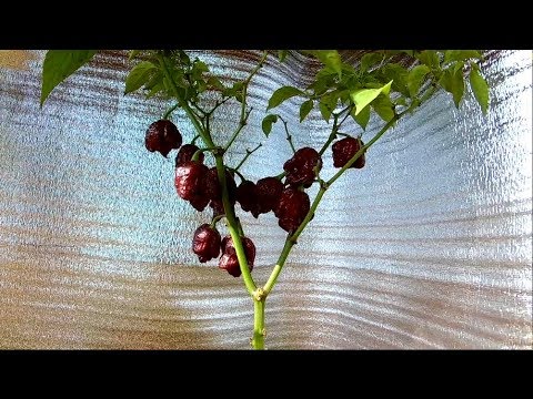 Видео: Перец Carolina Reaper. Каролина рипер на подоконнике в цветочном горшке