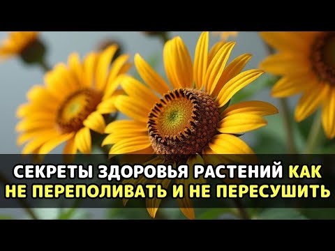 Видео: ЕСЛИ ВАШИ ЦВЕТЫ УМИРАЮТ, ПОСМОТРИТЕ, ЧТО ВЫ ДЕЛАЕТЕ НЕ ТАК И КАК ИЗБЕЖАТЬ ЭТОГО