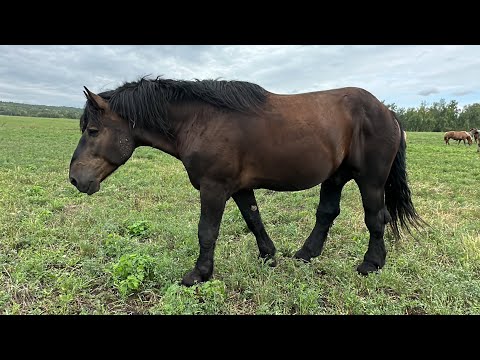 Видео: НЕЖНЫЙ и ЛАСКОВЫЙ ВОРОНОЙ ЖЕРЕБЕЦ