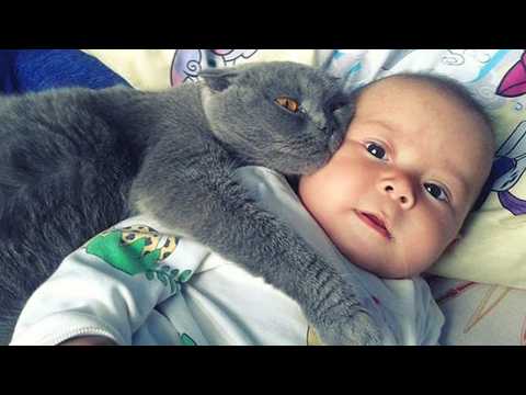 Видео: Когда ваши кошки думают, что они телохранители 🐾