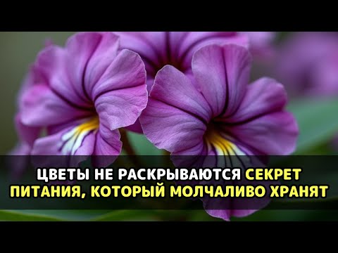 Видео: Фиалки гниют прямо на глазах и никто не догадывается о главной причине беды Листья покрываются