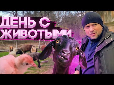 Видео: Посвятили целый день животным .Сколько вылупилось индюшат из 50 яиц ? Инкубация яиц .Стрижка Нани