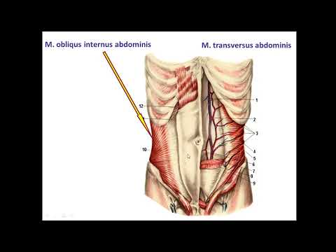 Видео: мышцы 2   Іш бұлшықеттері