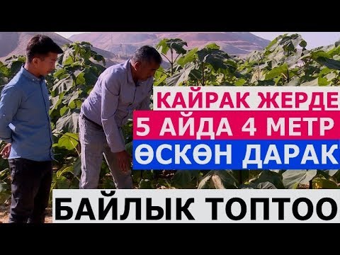 Видео: ДАРАК ЭГИП БАЙЫП КЕТҮҮ СЫРЛАРЫ / МЭЭНЕТКЕЧ ОШТУК МЫРЗА БАЙЛЫГЫ