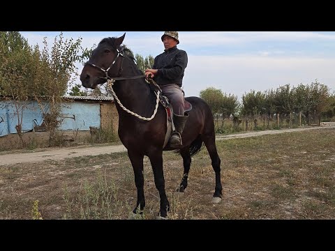 Видео: Лидер жана Кубаныч сайапкер