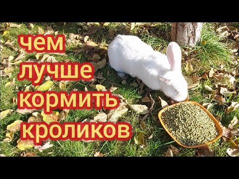 Видео: Чем  кормить кроликов для быстрого роста. Мой опыт кормления промышленным комбикормом и домашним.