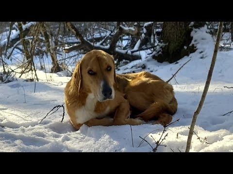 Видео: ОХОТА С ГОНЧЕЙ. И ЗАЙЦЫ ЦЕЛЫ, И СОБАКА РАДА, И Я ДОВОЛЕН!