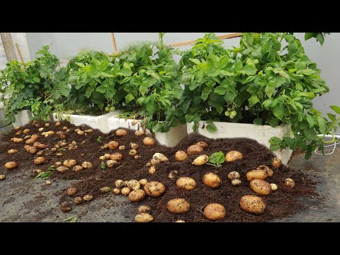 Видео: Секрет выращивания многоклубневого картофеля в домашних условиях | с 1 по 83 день