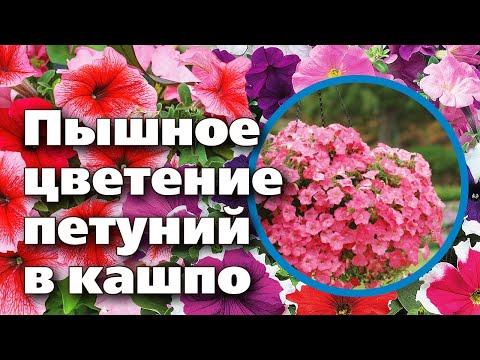 Видео: Как ПРАВИЛЬНО посадить петунии в подвесные кашпо. Инструкция от опытного цветовода