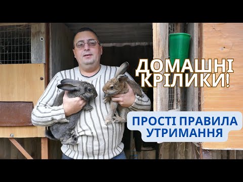 Видео: Домашні крілики! Прості правила утримання!